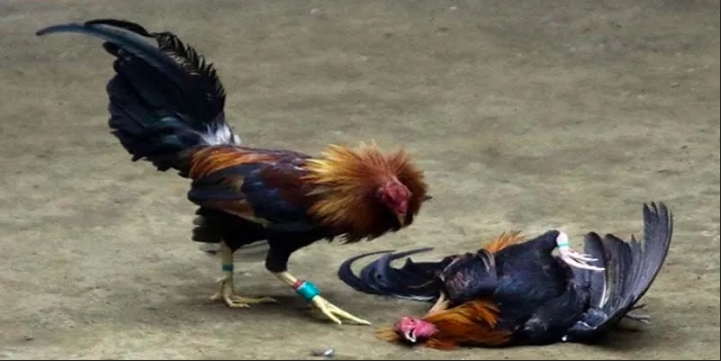 Đá Gà Kubet Lý do nên tham gia đá gà KUBET trực tuyến